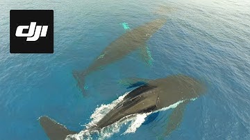 DJI Stories - Humpback Whales of Rarotonga