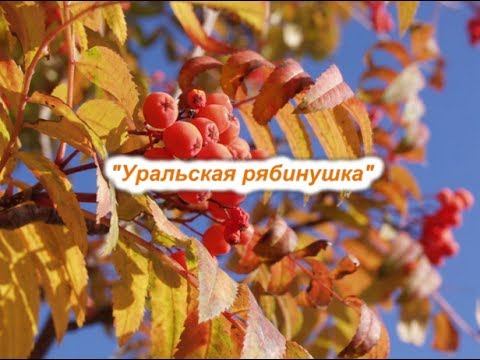Днем, картинки уральская рябинушка