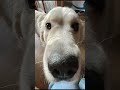 Anzeige | Machen deine Besitzer auch immer Fotos von dir? #goldenretriever #dog #foto #ki #fun