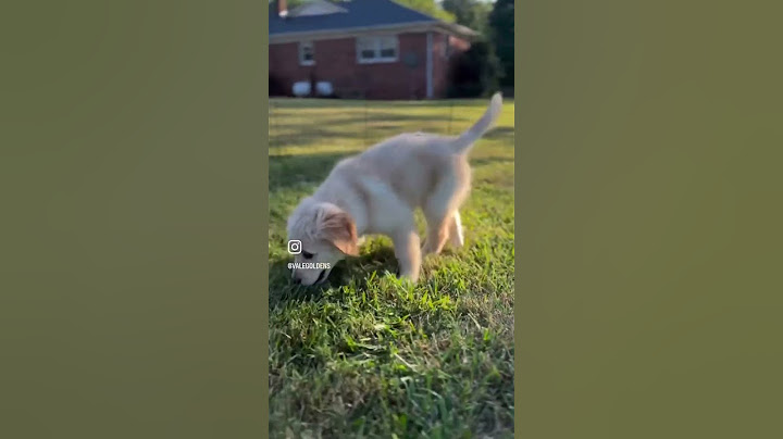 #zoom #zoomies #goldenretriever #goldenretrieverpuppy #goldenretrievers #play #playful #happy #sweet