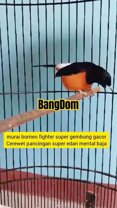 Murai Batu Borneo #MuraiBatuBorneo #MuraiseriF2 #MuraiseriF3