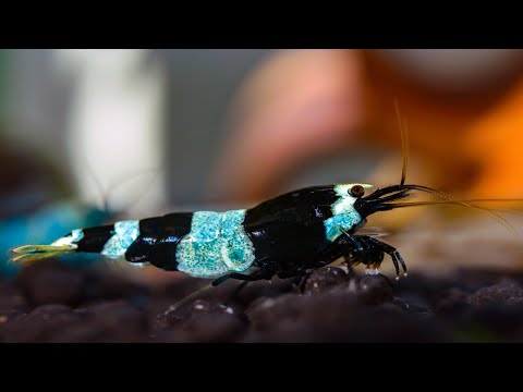 International shrimp contest 2021