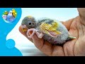 Budgies&#39; Breeding Cycle Understanding the Optimal time to Breed