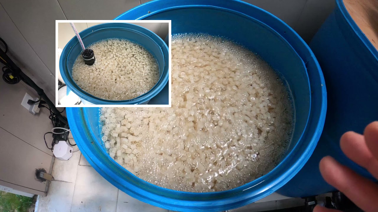 DIY 3Barrel Filter System for Koi Pond Water Quality Update and