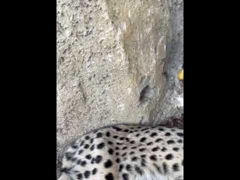 Βίντεο: Θα επιτεθεί ένας bobcat σε μια γάτα;