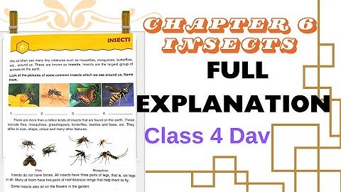 MY LIVING WORLD | CLASS 4 DAV | CHAPTER 6 INSECTS 🦋🦟🐝WITH FULL EXPLANATION