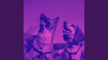 Astounding Backdrops for Training Puppies