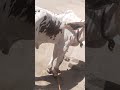 Brahman bull results ❣️❤️