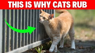 Why Do Cats Rub Against Everything? #cat #catbreed #catlovers #catvideos #pets #cats by Geographic Animalz 150 views 6 months ago 2 minutes, 30 seconds