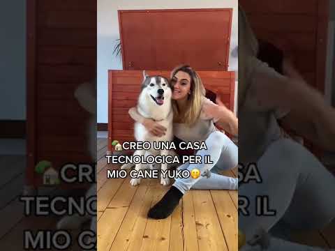 Video: Rampe e gradini per animali domestici danno ai cani anziani rigidi un vantaggio