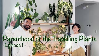 Meet &amp; Learn from Her Plant Stories + Houseplant Collection Tour
