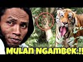 Mulan Harimau Ngamuk ngasih makanya lama Abdullah Sholeh gak ada