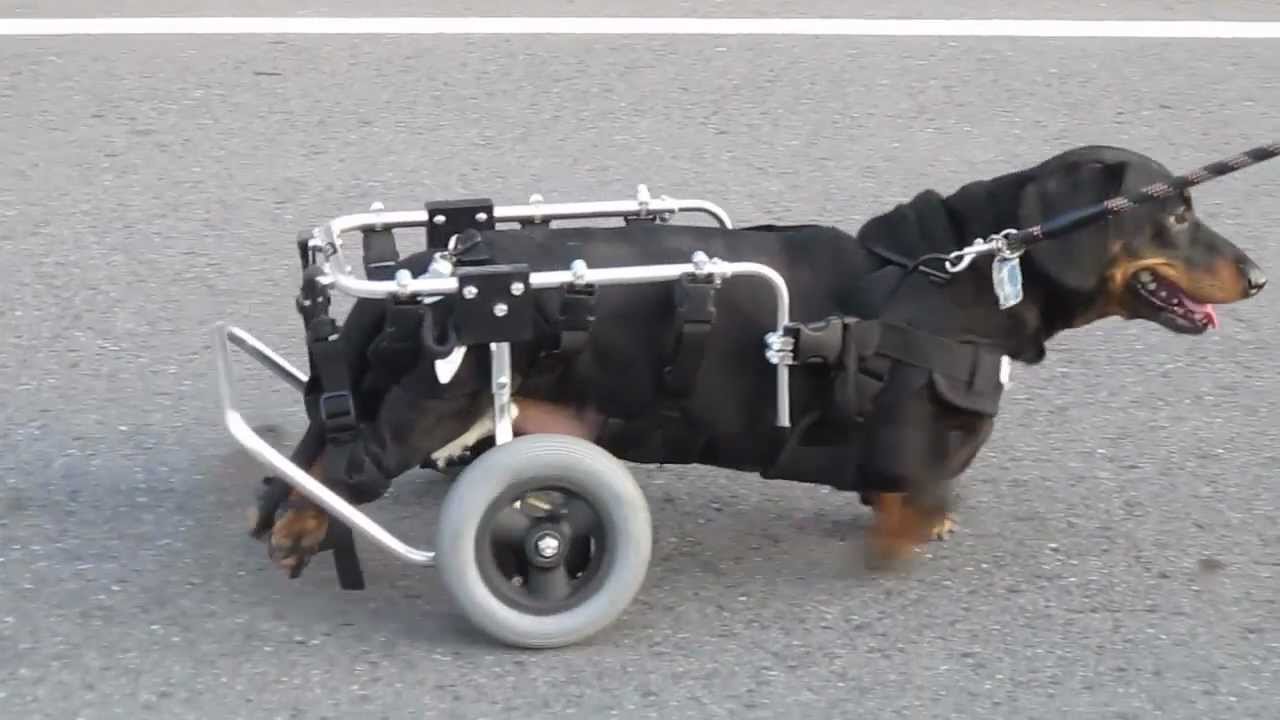 M.E. Maxx犬用後肢用車椅子(ミニチュアダックス・ジョンくん・8歳) #1 - YouTube