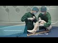 Knee replacement demonstration with bone model