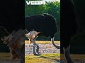 Ostrich Speed and Myths!