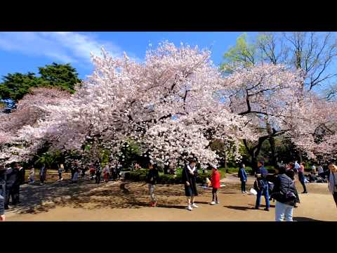(4K) Shinjuku Gyoen Hanami/Cherry Blossoms in Tokyo - Part I