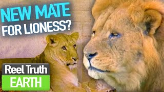 New Lion in TOWN | Animal Park | Zoo Documentary | Reel Truth Earth
