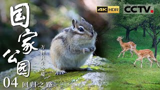 《国家公园·万物共生之境4K》东北大猫们出镜啦来围观东北虎豹乐园里的狂野精灵EP04【CCTV纪录】