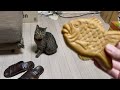 相手にして貰えない鯛と人間