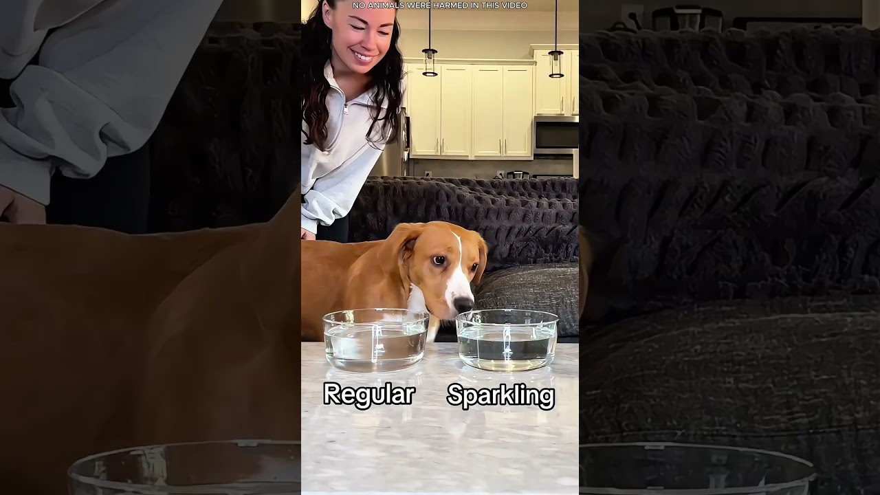 Perros que prueban agua rara… Sus reacciones 😂🐶 #shorts