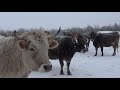 Прогулка с коровами в феврале. Зимний выпас КРС