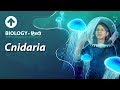 Cnidaria | Hindi | Diversity In Living Organisms | Biology| Class 9