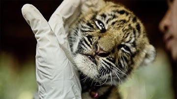 Top 10 Ways To Protect Endangered Species