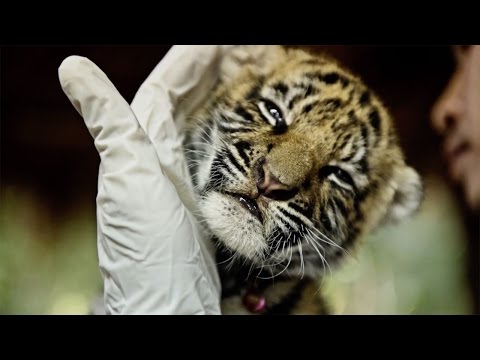 Video: Endangered animal species: a list, how to save?