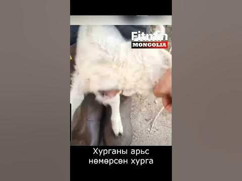 Хурганы арьс нөмөрсөн хурга - YouTube