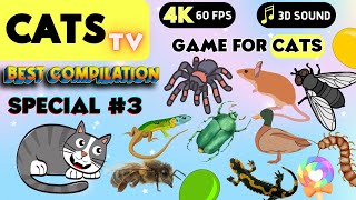 CAT Games | Ultimate Cat TV Compilation Vol 3 ✅ Episode SPECIAL ✅ 8 HOURS