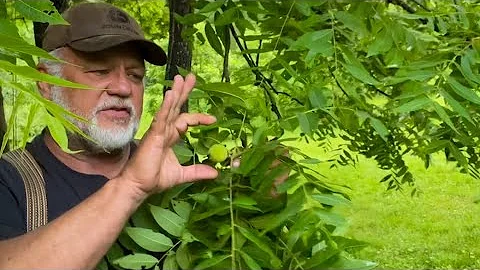 Árvores de Nogueira Negra: Tóxicas para seu Jardim