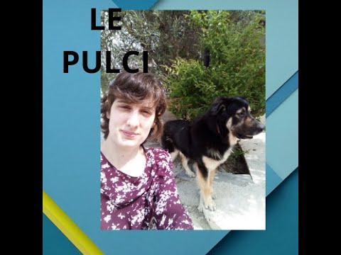 Video: Il tuo cane ha le pulci?