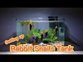 Setting up a tank for my orange rabbit snail  balkonnichiwa