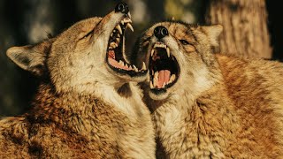 Coyote - the fearlessness of a wolf and the cunning of a fox... truth and myths about coyotes...