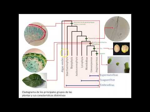 El reino Plantae: principales grupos vegetales