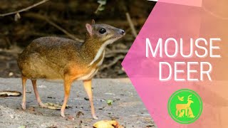 The Smallest Deer Species You've Never Heard Of
