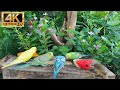 No ads cat tv  birds  squirrels in the garden  birds for cats to watch  24hours4kr