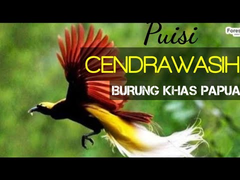 Puisi Cendrawasih Burung  khas  Daerah Papua  YouTube