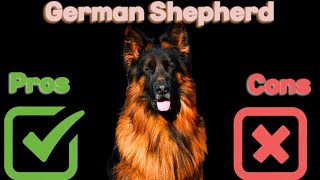The Pros and Cons of Owning a German Shepherd: Is This Breed Right for You? by ANIMAL LYFE 534 views 5 months ago 6 minutes, 4 seconds