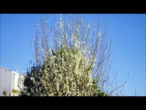 plum tree time-lapse experiment
