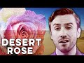 Peter Hollens & Alaa Wardi Desert Rose (Sting feat. Cheb mami Cover)