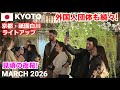 【海外の反応】これが見たかった!京都・祇園白川の見頃の夜桜ライトアップ🌸外国人観光客も感動