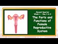 The female reproductive systemq2day 34