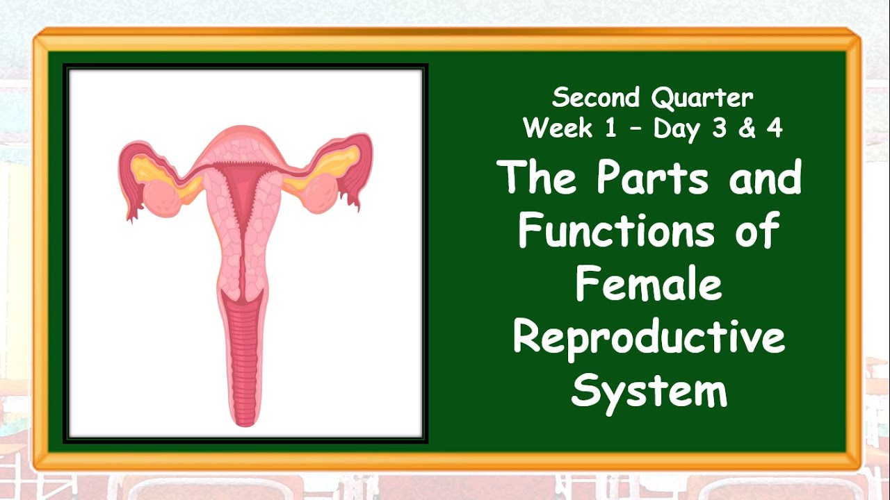 The Female Reproductive System Q2 Day 3 4 YouTube