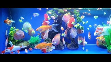 Bể nuôi chung cá dĩa Red, Bồ Câu cùng cá vàng, cá Koi, các loài cá nhỏ như Cánh Buồm và Sọc Ngựa