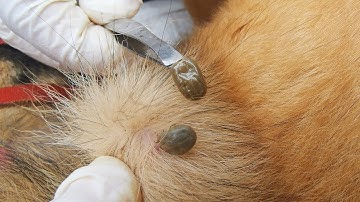 Dog Ticks Remove - Easy And Fast Way To Remove All Ticks From Poor Dog - Save Poor Dog EP 06