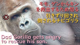 Angry Dad Gorilla rushes in to rescue Kintaro, who is being dragged across the ground by Gentaro.