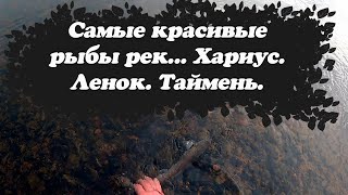 Поймал самые красивые виды рыб наших рек! Рыбалка осенью на поплавок и мушку. Ленок. Хариус. Таймень