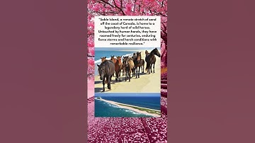 Thumbnail of Wild Horses Of Sable Island