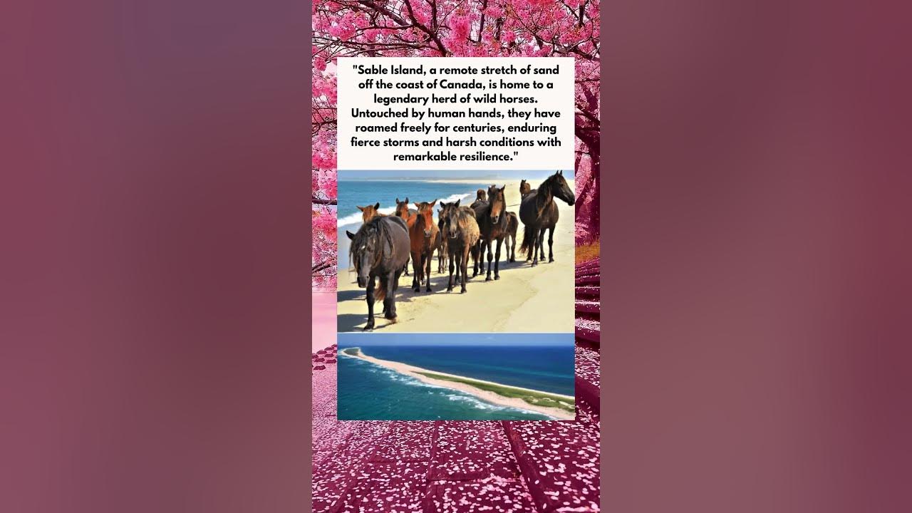 Wild Horses Of Sable Island
